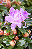 Rhododendron impeditum 'Moerheim'