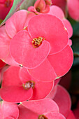 Euphorbia milii, pink