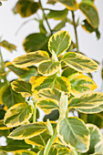 Euonymus fortunei 'Canadale Gold'