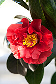 Camellia japonica Bob Hope