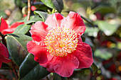 Camellia japonica 'Hiodoshi'