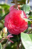 Camellia japonica 'Beauty de Nantes'