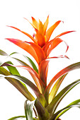 Guzmania