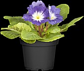 Primula vulgaris 'elunistar® elcora blue