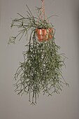 Rhipsalis pilocarpa