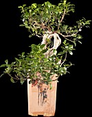 Ficus microcarpa 'Ginseng'.