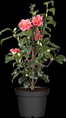 Camellia japonica 'Beautyflame'