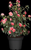 Camellia japonica Beautyflame