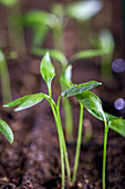 Capsicum annuum