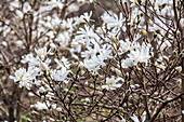 Magnolia stellata