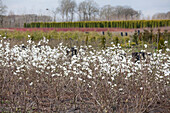 Magnolia stellata