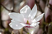Magnolia x soulangiana 'San Jose'
