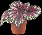 Begonia 'Begoniaz