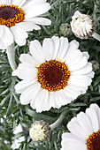 Argyranthemum frutescens