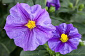 Solanum rantonnetii, blue