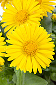 Doronicum orientale, yellow