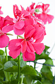 Pelargonium peltatum