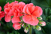 Pelargonium zonale