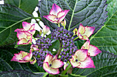 Hydrangea macrophylla 'Dark Angel® Purple'