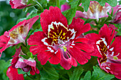 Schizanthus wisetonensis