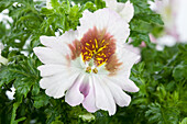 Schizanthus wisetonensis