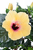 Hibiscus rosa-sinensis, yellow