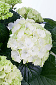 Hydrangea macrophylla, white