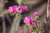 Rhododendron dauricum 'Boskoop Ostara'