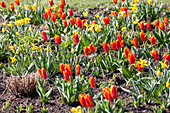 Narcissus, Tulipa