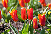 Tulipa