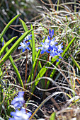 Chionodoxa forbesii 'Blue Giant'