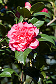 Camellia japonica 'Anticipation'