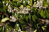 Pieris japonica 'Scarlet O'Hara'