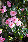 Camellia japonica 'Spring Festival'