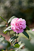 Camellia japonica 'El Dorado'