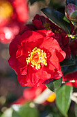 Camellia japonica 'Bob Hope'