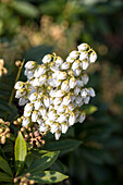 Pieris japonica 'Debutante'