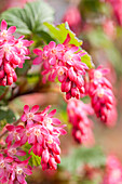 Ribes sanguineum