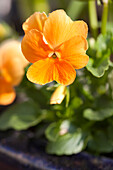 Viola cornuta, orange