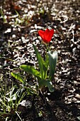 Tulipa