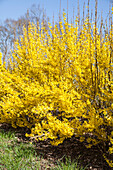 Forsythia x intermedia 'Week End'®