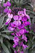 Erysimum