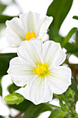 Solanum rantonnetii, white