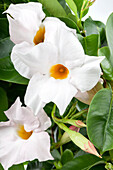 Mandevilla sanderi, white