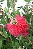 Callistemon laevis