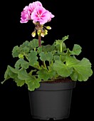 Pelargonium zonale