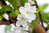 Prunus avium