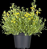 Erysimum