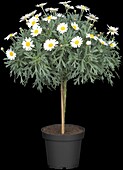 Argyranthemum frutescens, strain