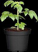 Solanum lycopersicum Evita®